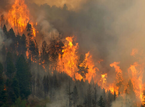 Forest engulfed in large, intense wildfire blaze.