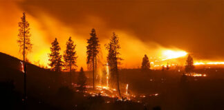 A forest engulfed in flames during a wildfire at night